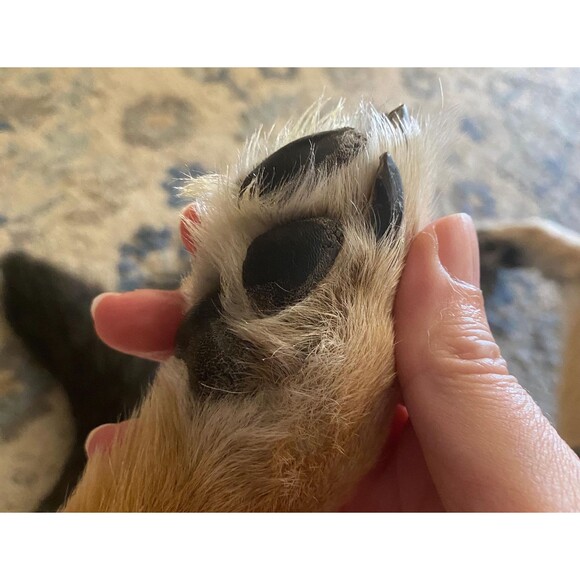 Organic Paw and Nose Moisturizing Cream Salve Balm for Dogs - Picture 5 of 10